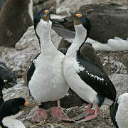 Imperial Shag