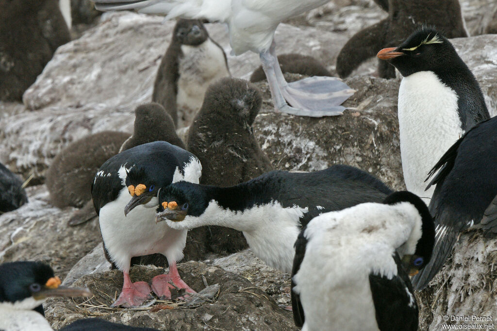 Cormoran impérialadulte, habitat, parade