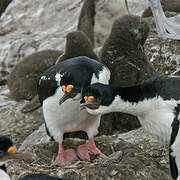 Imperial Shag