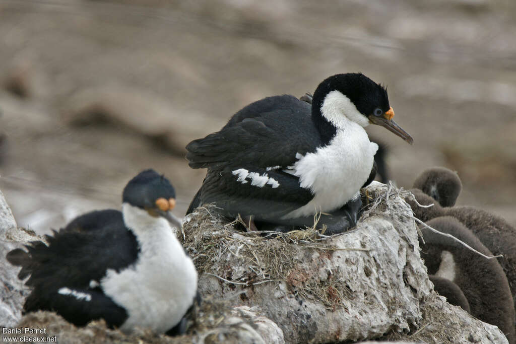 Imperial Shagadult breeding, Reproduction-nesting