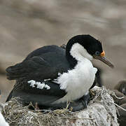 Imperial Shag