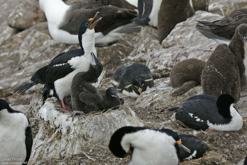 Imperial Shag, Reproduction-nesting, colonial reprod.