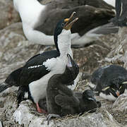 Imperial Shag