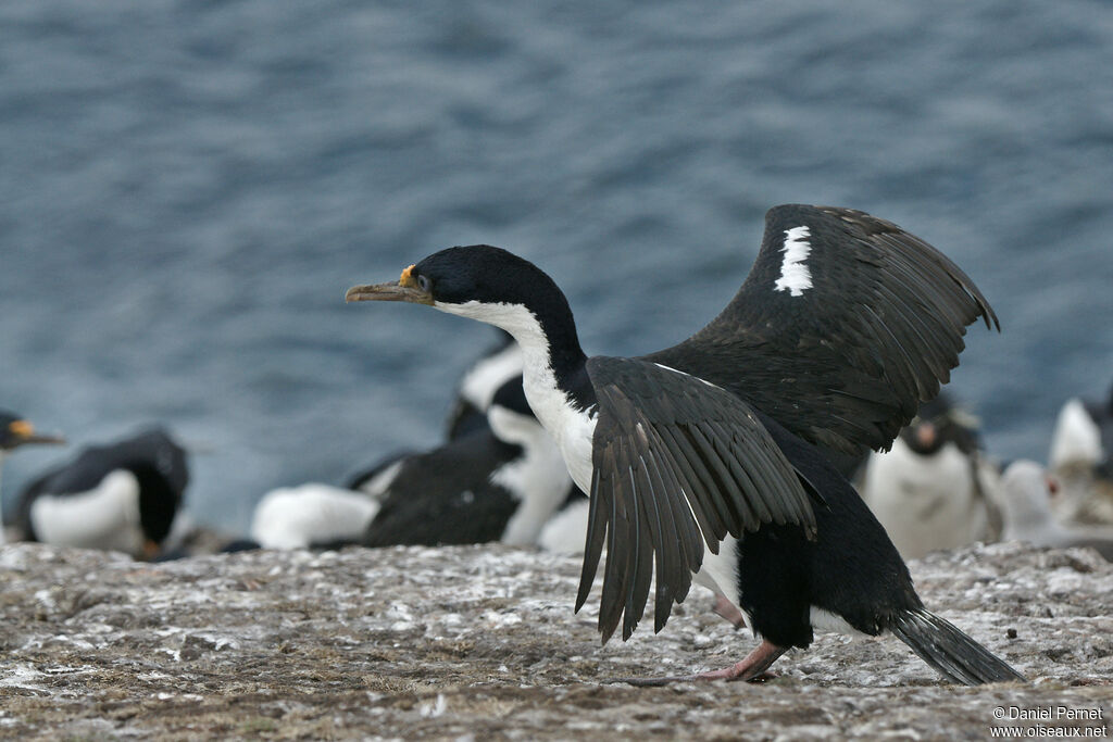 Imperial Shagadult, Flight, walking