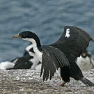 Cormoran impérial