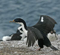 Cormoran impérial