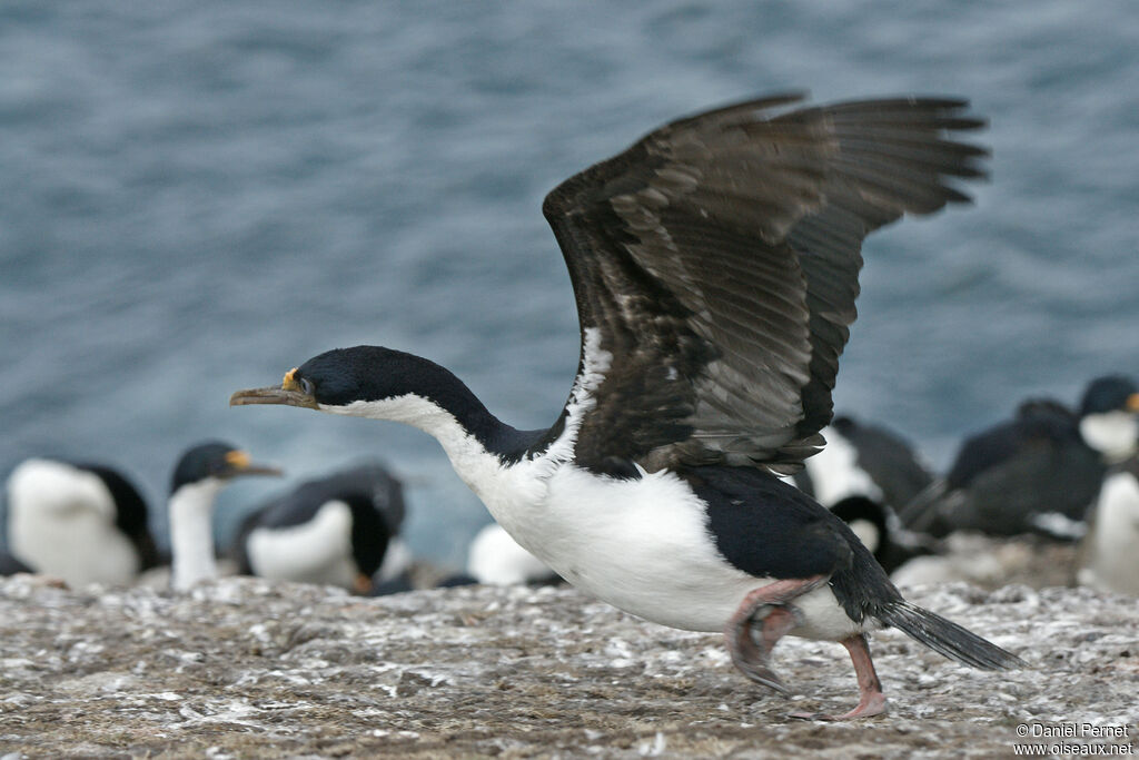 Cormoran impérialadulte, Vol, marche