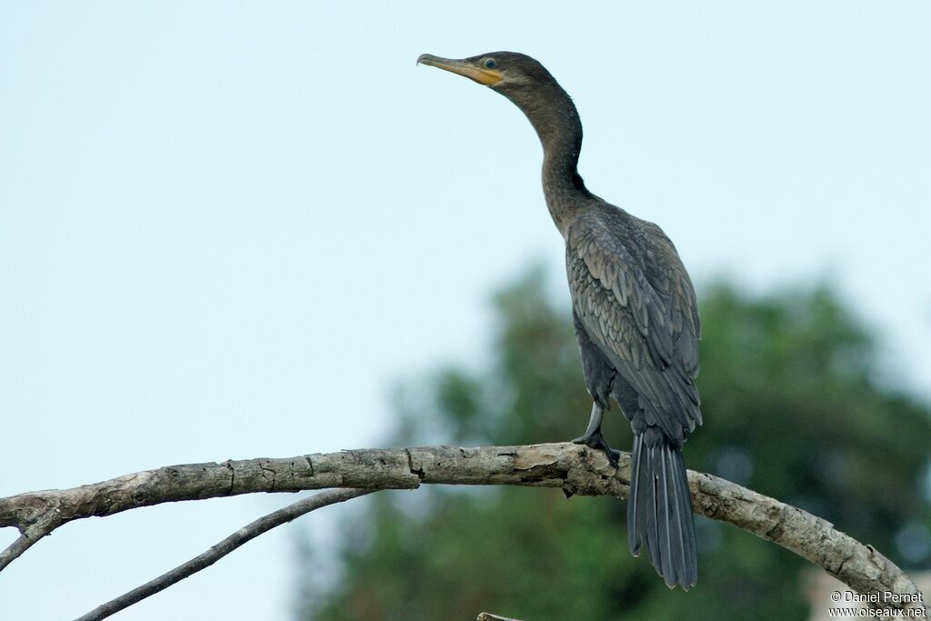 Cormoran viguaadulte, identification, Comportement