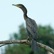 Neotropic Cormorant