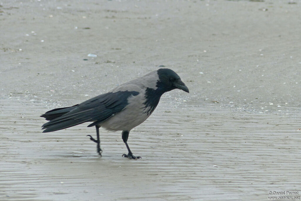 Hooded Crowadult, walking