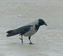 Hooded Crow