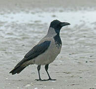 Hooded Crow