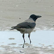 Hooded Crow