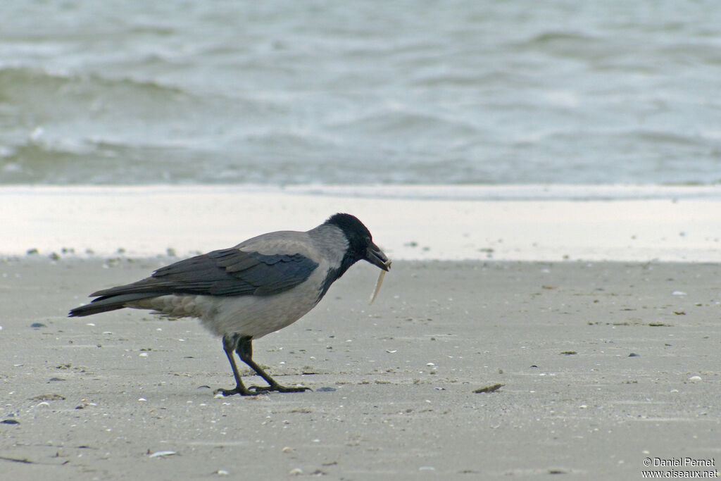 Corneille manteléeadulte, identification, mange