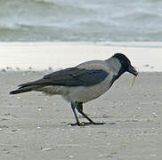 Hooded Crow