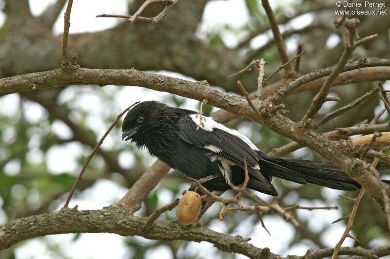 Magpie Shrikeadult, identification
