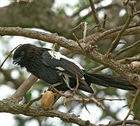 Magpie Shrike