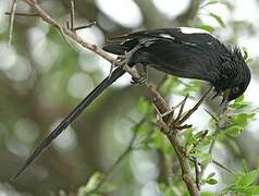 Magpie Shrike