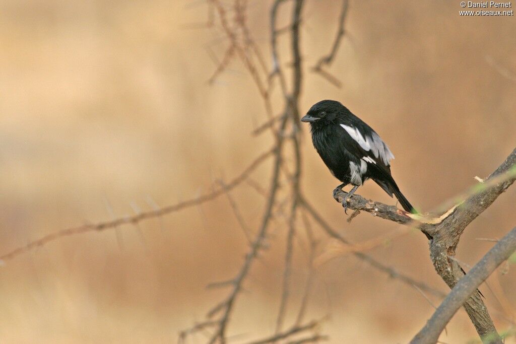 Magpie Shrikeadult, identification