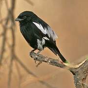 Magpie Shrike