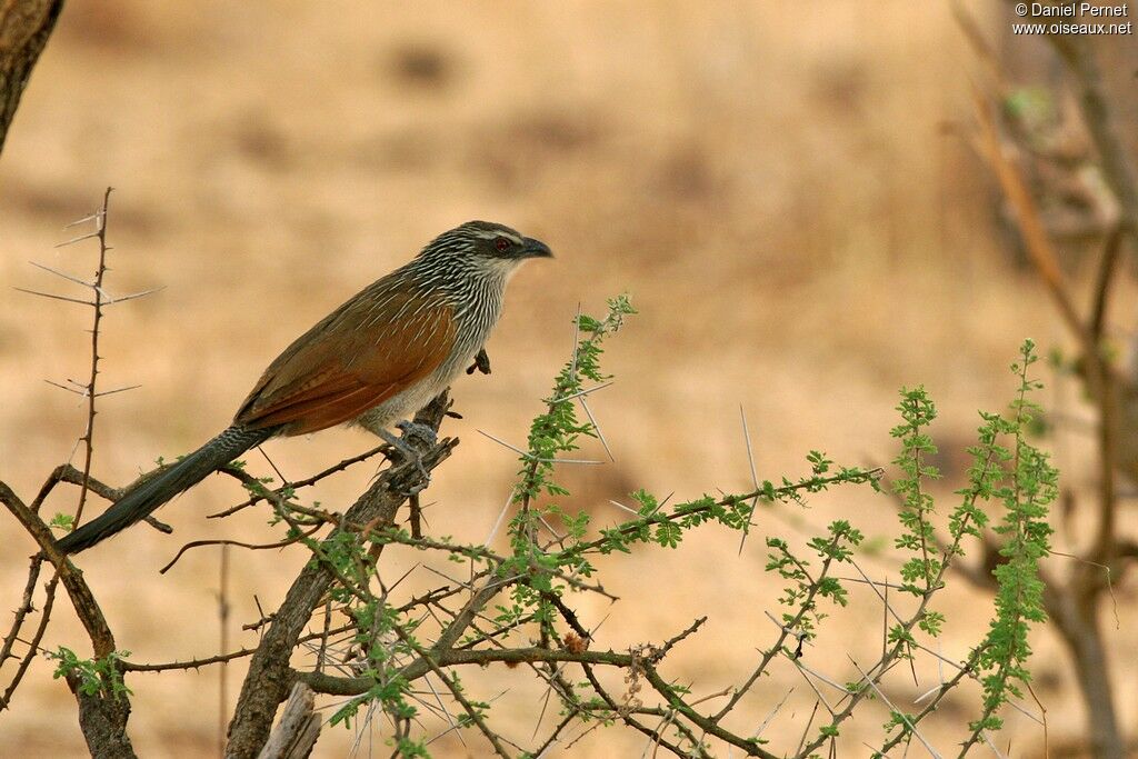 White-browed Coucal male adult, identification