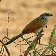 White-browed Coucal