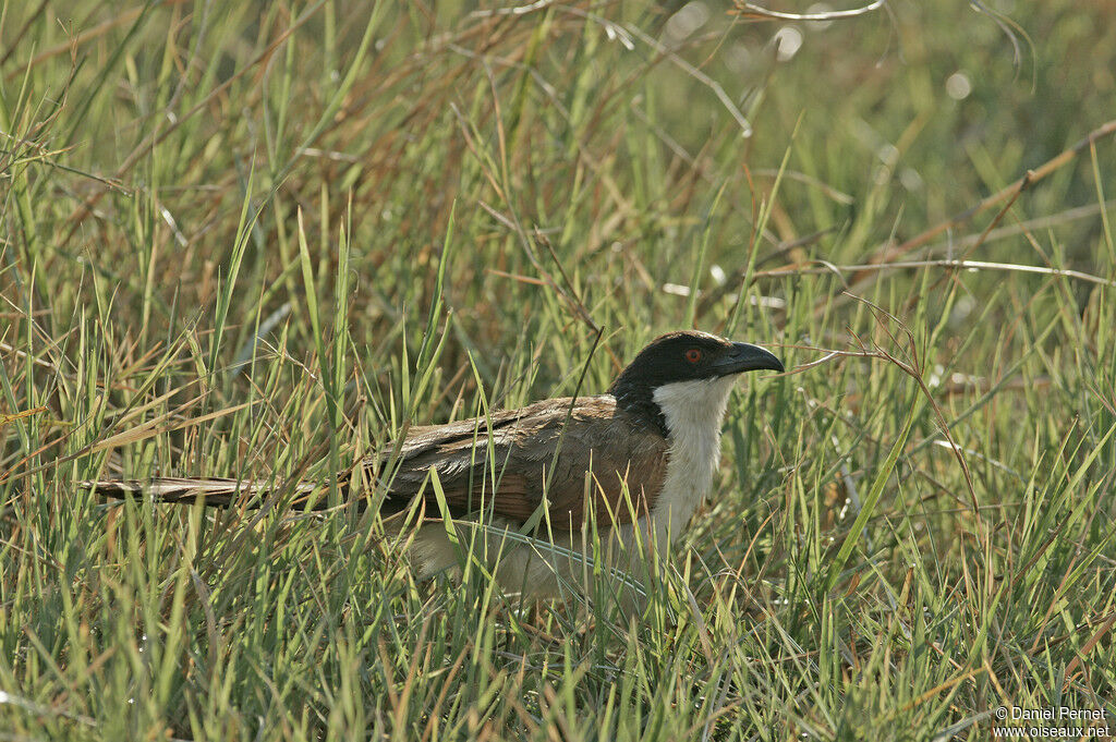 Coppery-tailed Coucaladult, identification