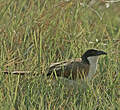 Coucal des papyrus