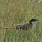 Coucal des papyrus