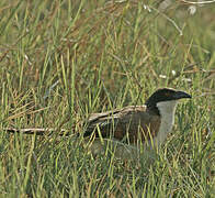 Coppery-tailed Coucal