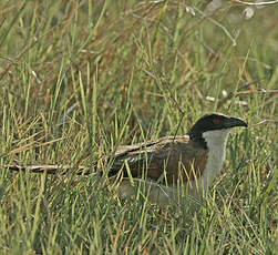 Coucal des papyrus