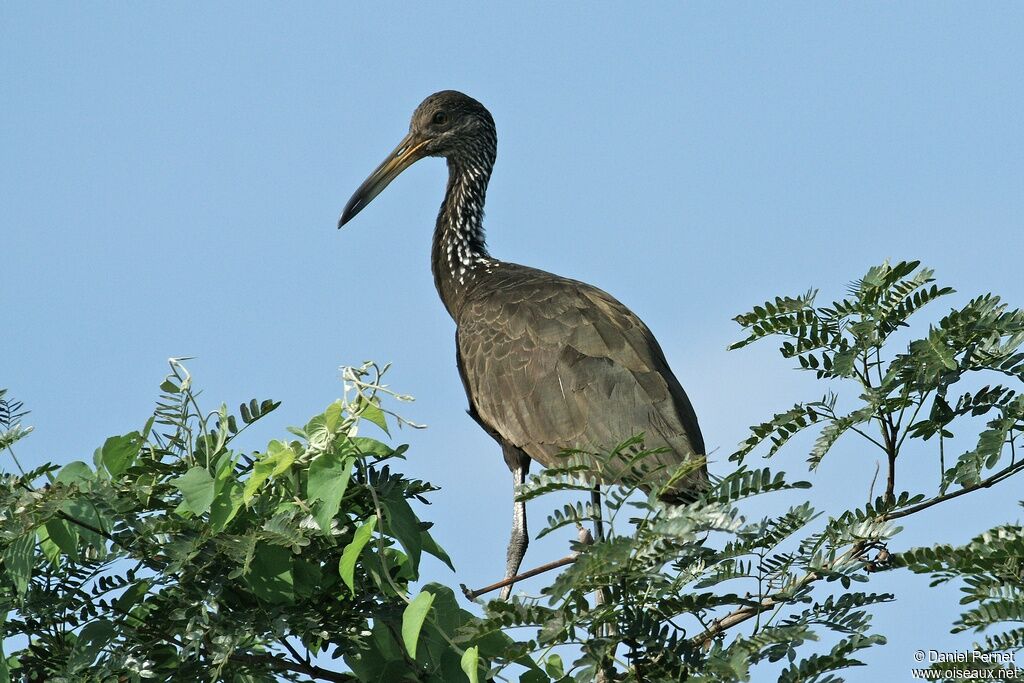 Courlan brunadulte, identification, Comportement