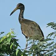 Limpkin