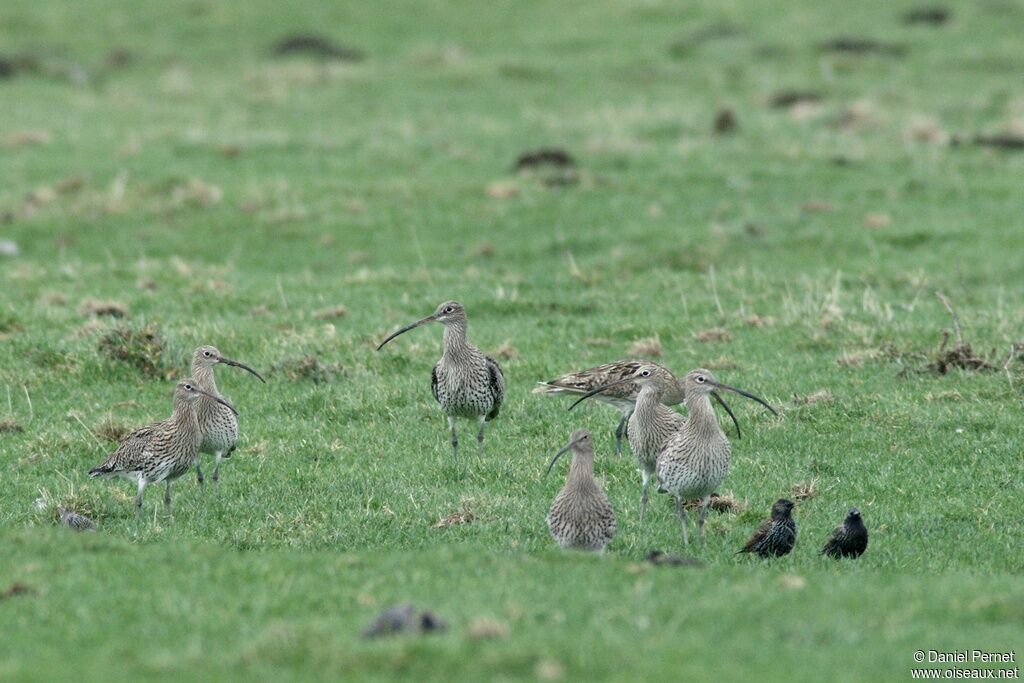 Eurasian Curlewadult post breeding, identification