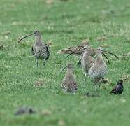 Eurasian Curlew