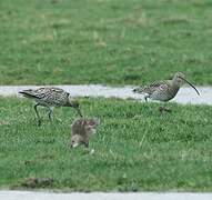 Eurasian Curlew