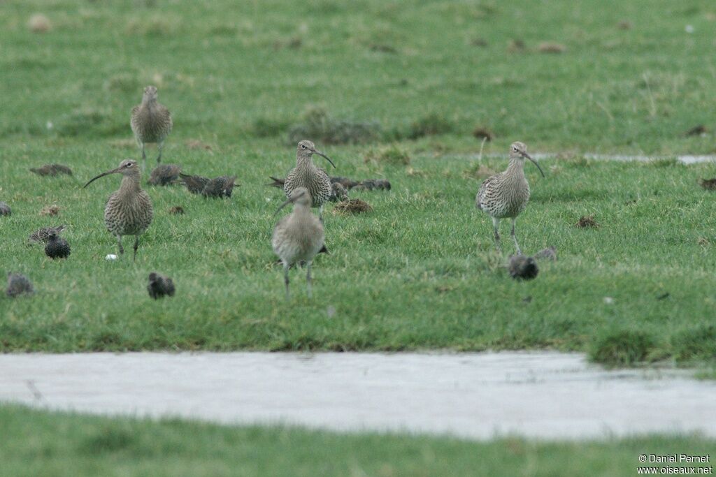 Eurasian Curlewadult post breeding, identification, Behaviour