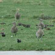 Eurasian Curlew