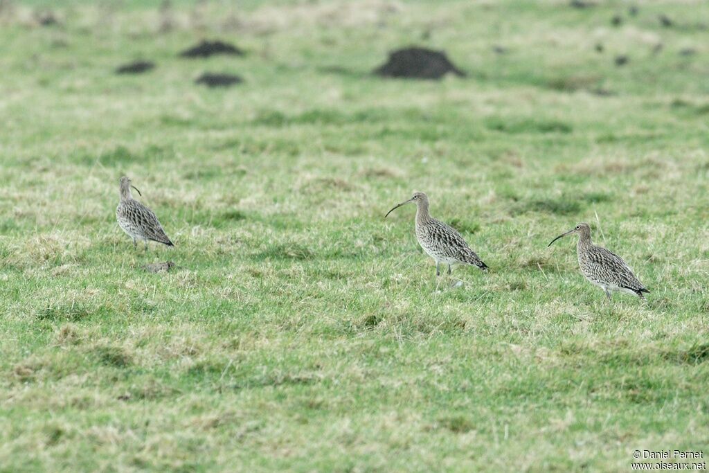 Courlis cendré, identification