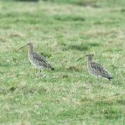 Eurasian Curlew