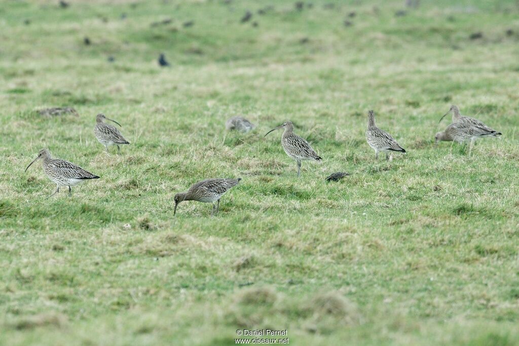 Eurasian Curlewadult post breeding, identification, Behaviour