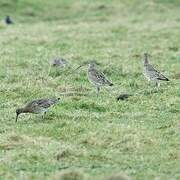 Eurasian Curlew