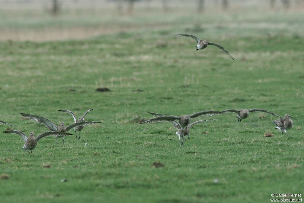 Eurasian Curlewadult, identification, Flight, Behaviour