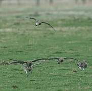 Eurasian Curlew