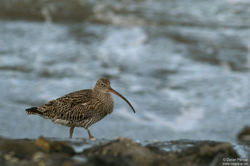 Eurasian Curlewadult, identification