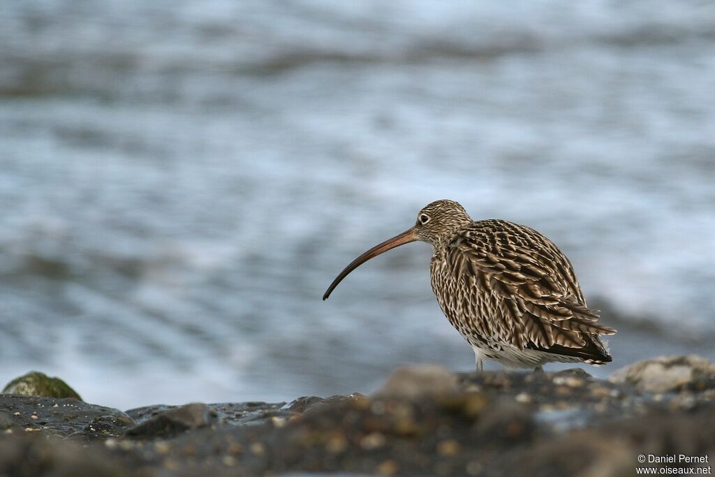 Eurasian Curlewadult, identification