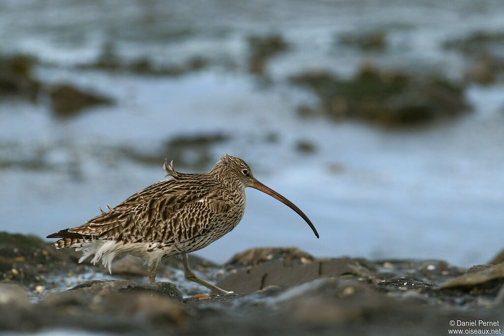 Eurasian Curlewadult, identification