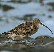 Eurasian Curlew