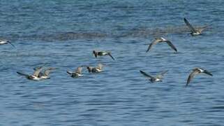 Eurasian Curlew