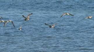 Eurasian Curlew